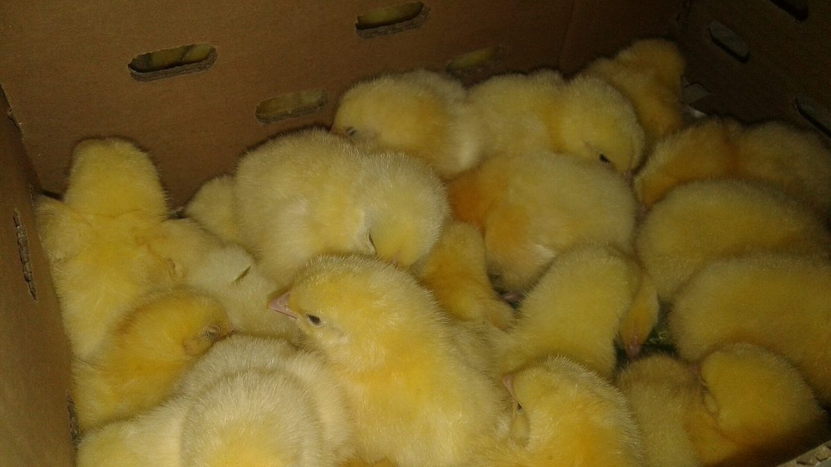 Gatte ke dibbe mein ek din ke peele broiler chooze (day-old chicks)