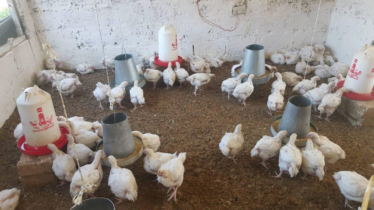Broiler shed mein feeder aur drinker ke paas safed broiler murgiyaan